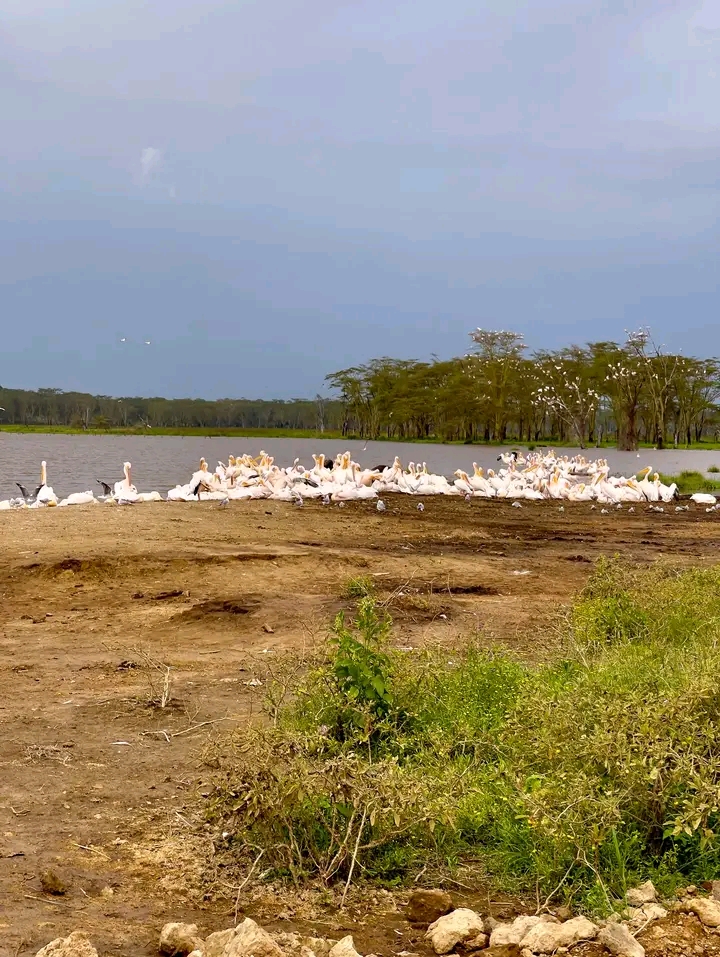 A large pelican colony resting on the shore of Lake Nakuru National Park, one of Africa’s top birdwatching destinations.