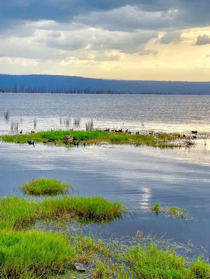 Wetland birds feeding along the shores of Lake Nakuru National Park, reflecting its rich aquatic ecosystem.